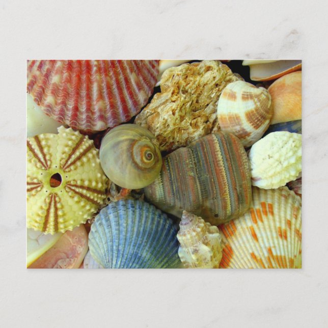 New Address Sea Urchin and Seashells Postcard (Front)