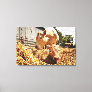 New born calf and mum canvas print