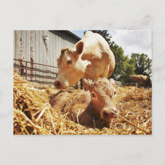 New born calf and mum postcard