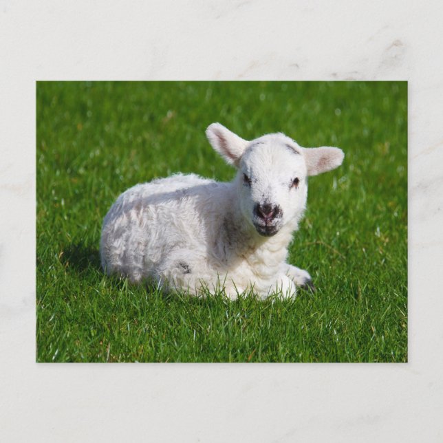 New born cute lamb on green grass postcard (Front)