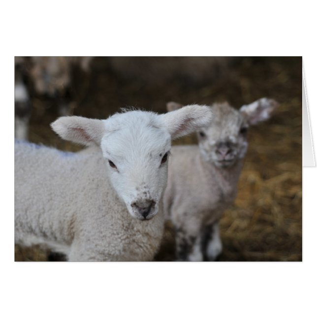 New born lambs (Front Horizontal)