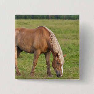 New Brunswick, Canada. Horse in field. 15 Cm Square Badge