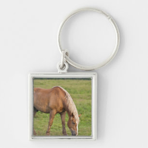 New Brunswick, Canada. Horse in field. Key Ring