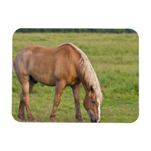 New Brunswick, Canada. Horse in field. Magnet