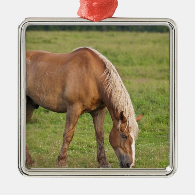 New Brunswick, Canada. Horse in field. Metal Tree Decoration (Front)