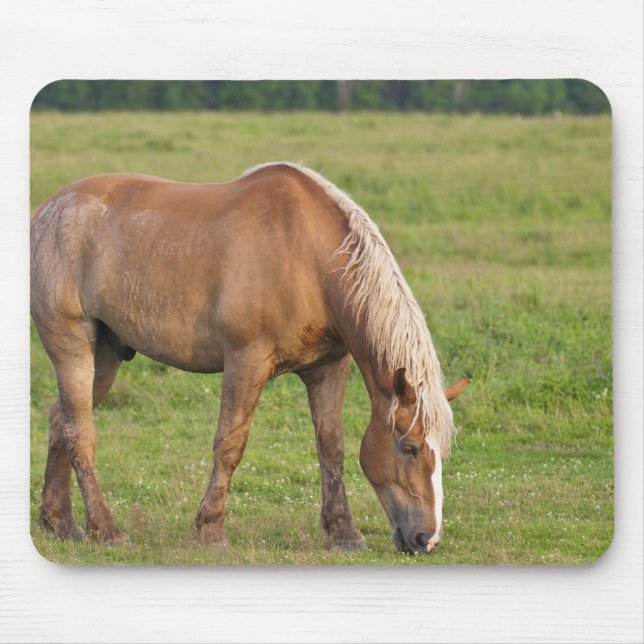 New Brunswick, Canada. Horse in field. Mouse Pad (Front)