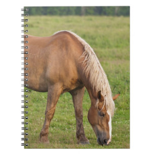 New Brunswick, Canada. Horse in field. Spiral Notebook