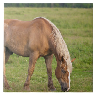 New Brunswick, Canada. Horse in field. Tile