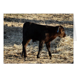 New Calf