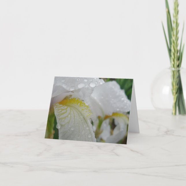 New Day Gardens Notecard- Iris 'Florintina' Card (Front)