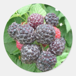 New Day Gardens Sticker- Black Raspberries Classic Round Sticker