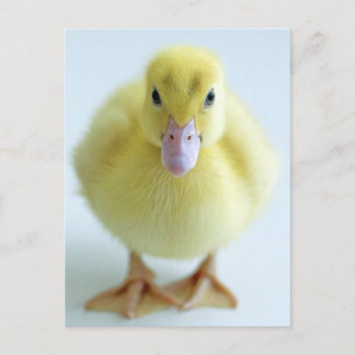 New Duckling Postcard