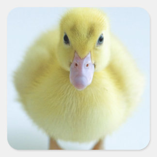 New Duckling Square Sticker