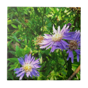 New England Asters Tile