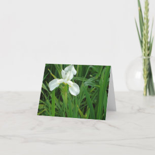 New England White Iris floral notecard collection