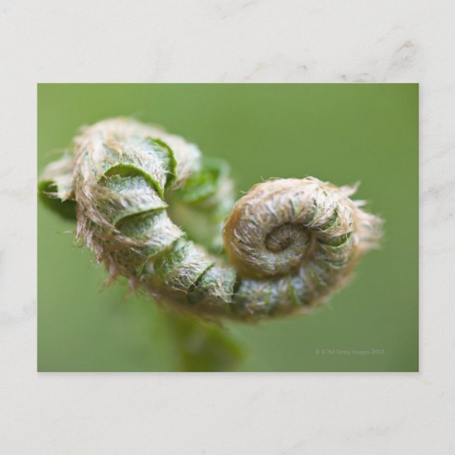 New Fern Branch Postcard (Front)