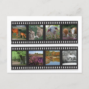 New Forest filmstrip postcard