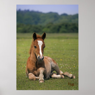 New Forest Foal Print
