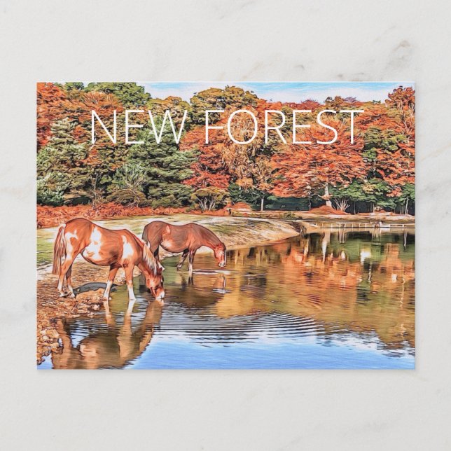 New Forest Ponies Postcard (Front)