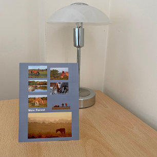 New Forest ponies postcard