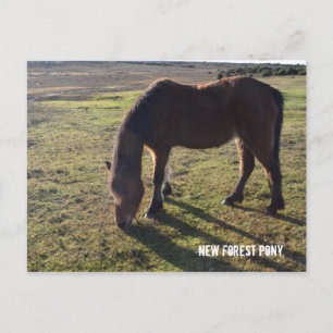 New Forest Pony2 Postcard