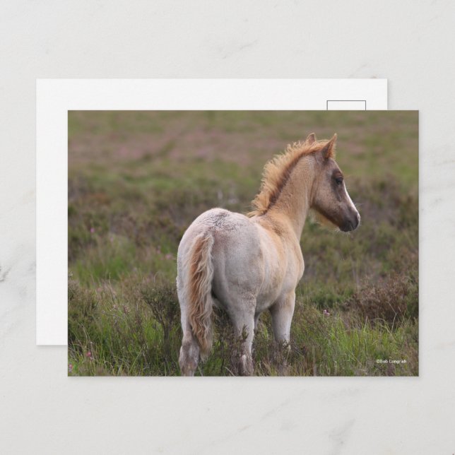 New Forest Pony Foal Standing In Scrub Postcard (Front/Back)