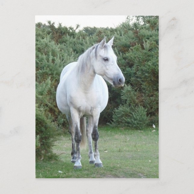 new forest pony postcard (Front)