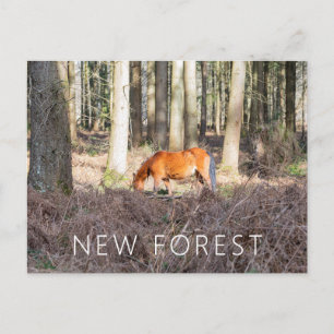 New Forest Pony Postcard