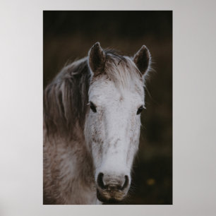 NEW FOREST PONY POSTER