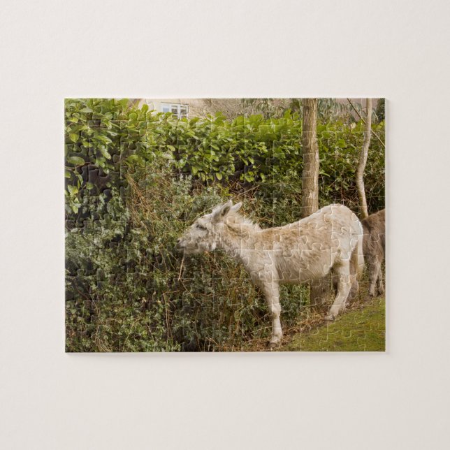 New Forest Pony roaming photo jigsaw Puzzle (Horizontal)