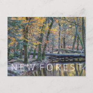 New Forest Postcard