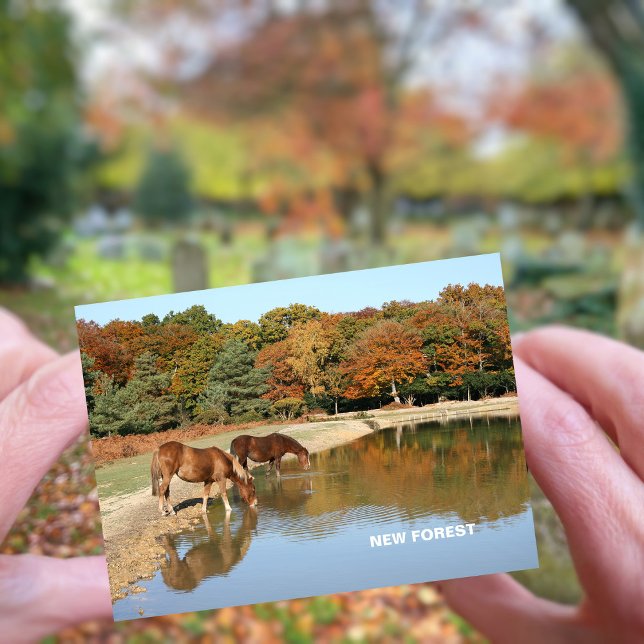 New Forest Postcard (Creator Uploaded)