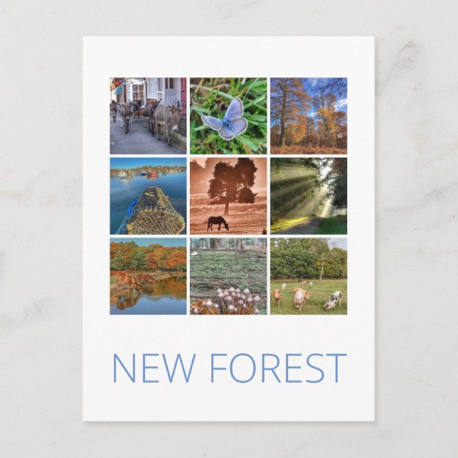 New Forest Postcard (Front)
