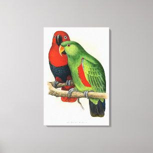 New Guinea Eclectus, parrots, Canvas Print
