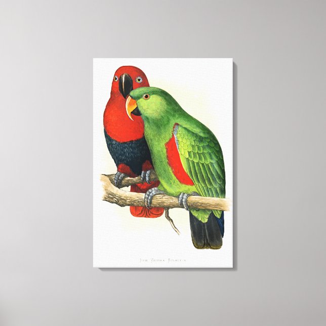 New Guinea Eclectus, parrots, Canvas Print (Front)