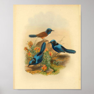 New Guinea Todopsis Wren Blue Bird Vintage Print