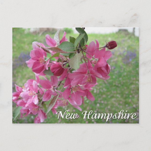 New Hampshire crab apple tree blossoms Postcard (Front)