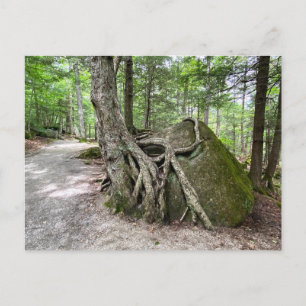 New Hampshire Rock Tree Postcard