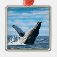 New HampshireHumpback Whale Scene