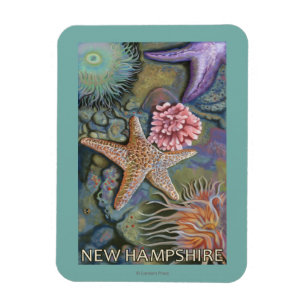 New HampshireTidepool Scene Magnet
