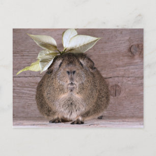 New Hat Guinea Pig Postcard
