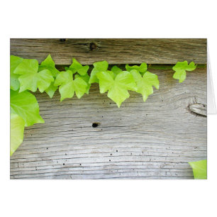New ivy, old wood