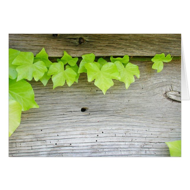 New ivy, old wood (Front Horizontal)