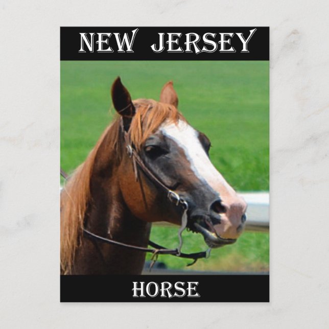 New Jersey Horse Postcard (Front)