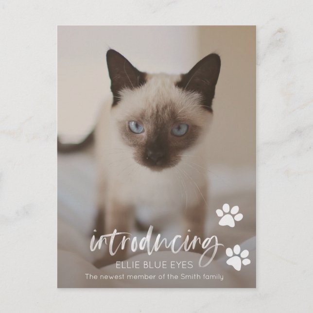 New Kitten or Cat Announcement Card (Front)