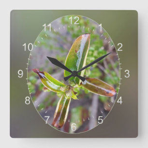 new leaves in spring square wall clock