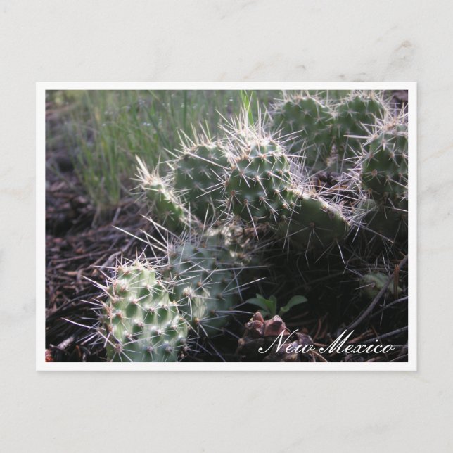 New Mexican Cactus Postcard (Front)