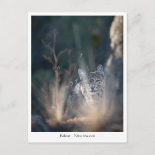 New Mexico Landscape Photo Postcard