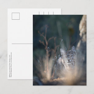 New Mexico Landscape Photo Postcard