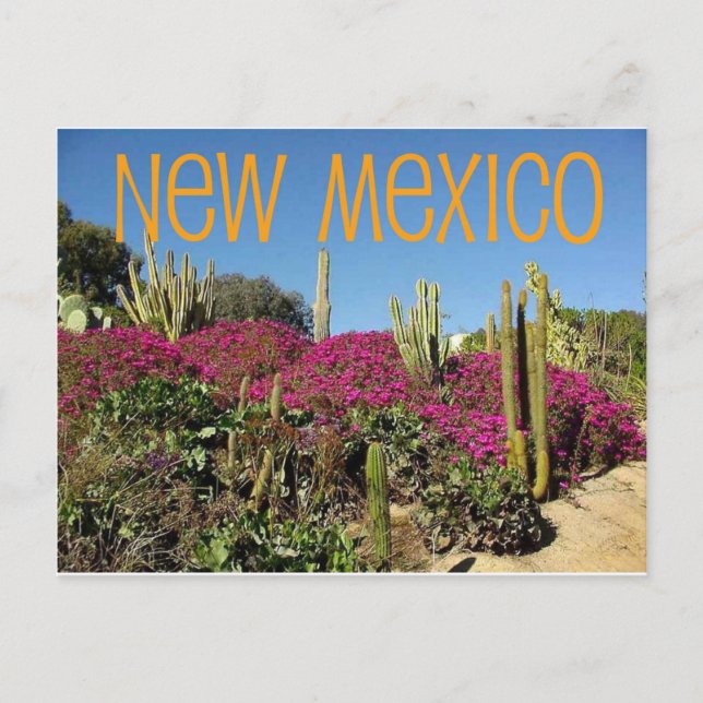 New Mexico Postcard (Front)